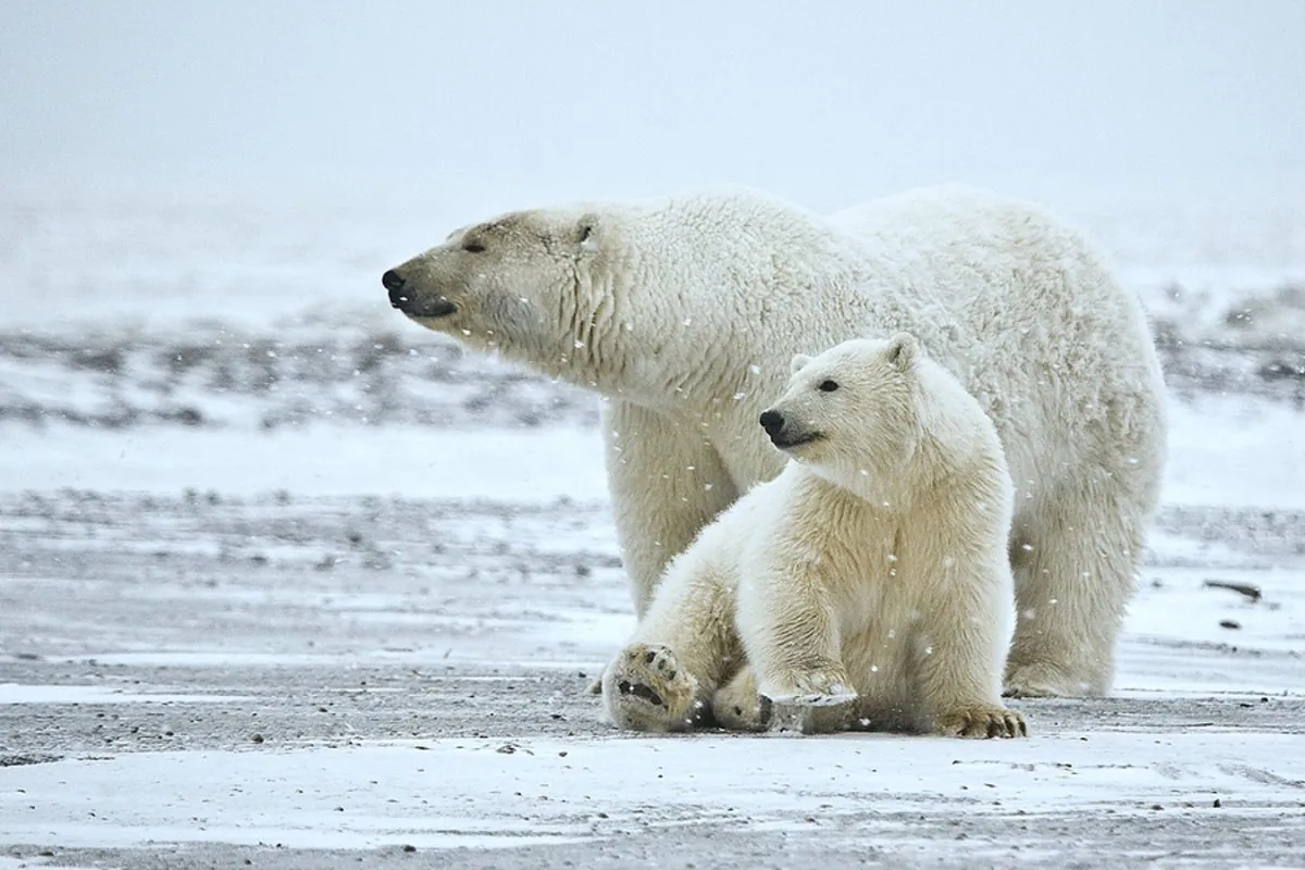 Polar bears in their natural habitat.  (Courtesy of Alan Wilson)