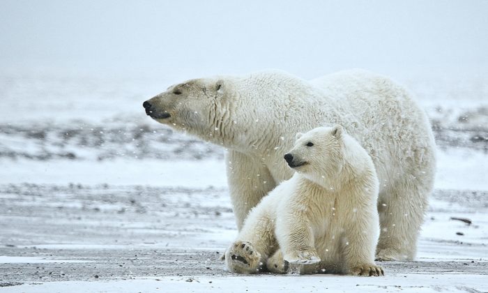 New Diseases Harm Polar Bears as Climate Changes | The Epoch Times