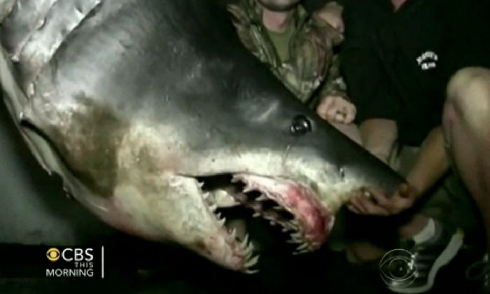 Giant shark: A mako shark weighing more than 1,300 pounds caught by TV fisherman on Monday, June 10, 2013. (Screenshot/CBS)