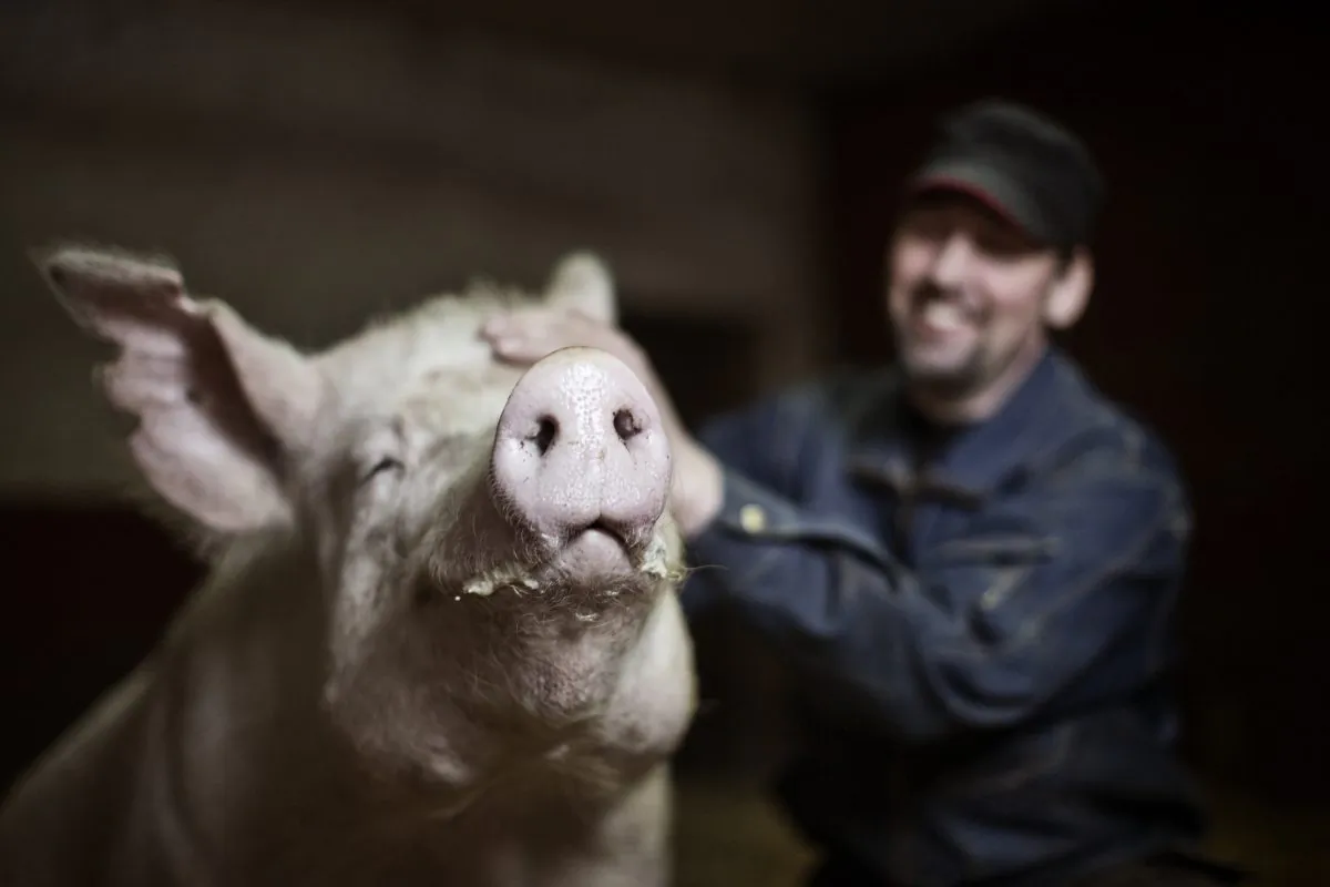 Pigs are easy-going animals and nice to work with, says pig farmer Per Jonsson, who does online farming in Sweden. Jamtland, May 2013. (Tina Stafrén)