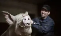 Farmers Online: Old Traditions, Modern Technology