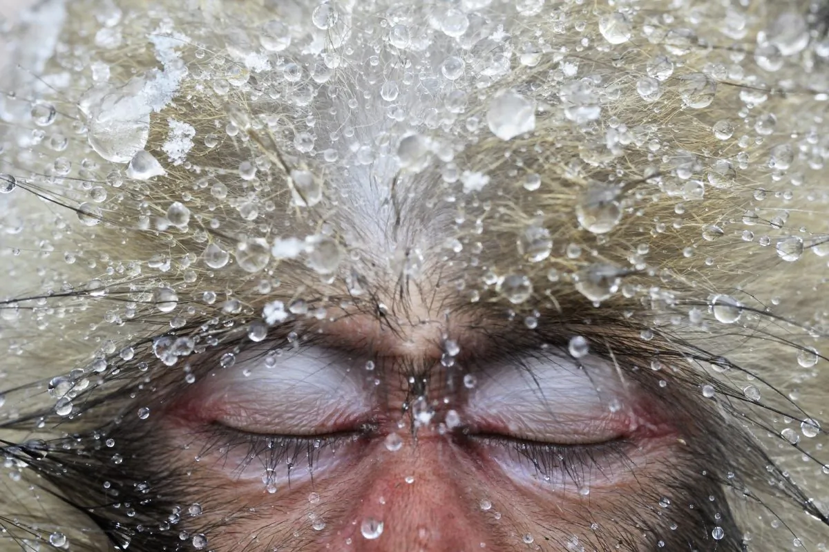 Jasper Doest, "Relaxation," Jigokudani, Japan