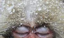 Riveting Wildlife Photo Exhibit Continues Long-Running World Tour