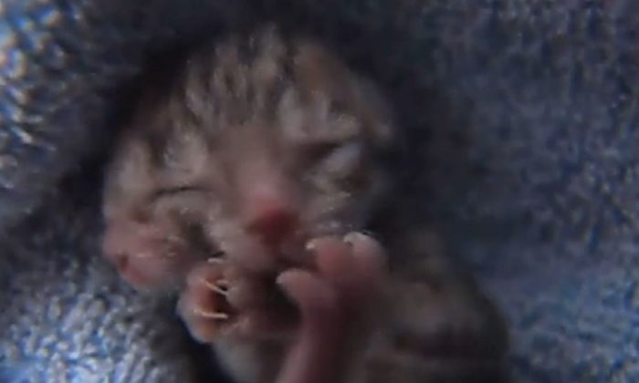 A screenshot of KGW-TV shows the kitten.