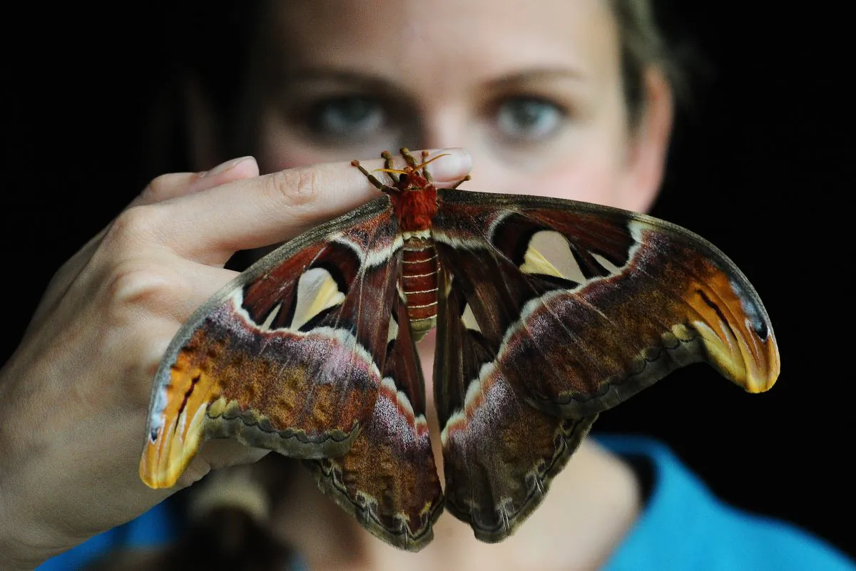 An employee of Kew Gardens, Jo Maxwell, poses with an Atlas moth in London on May 27, 2010. (Carl De Souza/Getty Images)