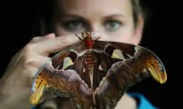 Moths Take the Limelight this Week