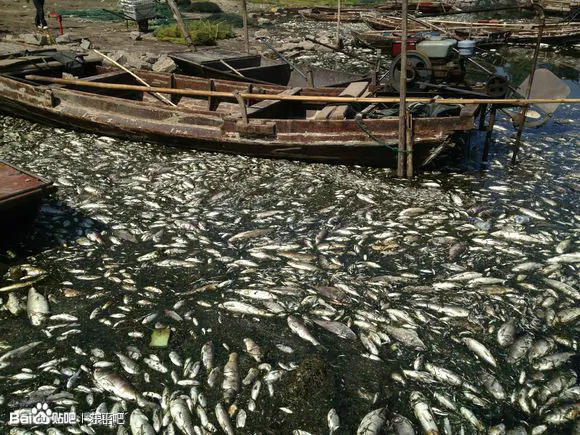 Large number of fish died due to the discharge of polluted water (Chinese blogger)