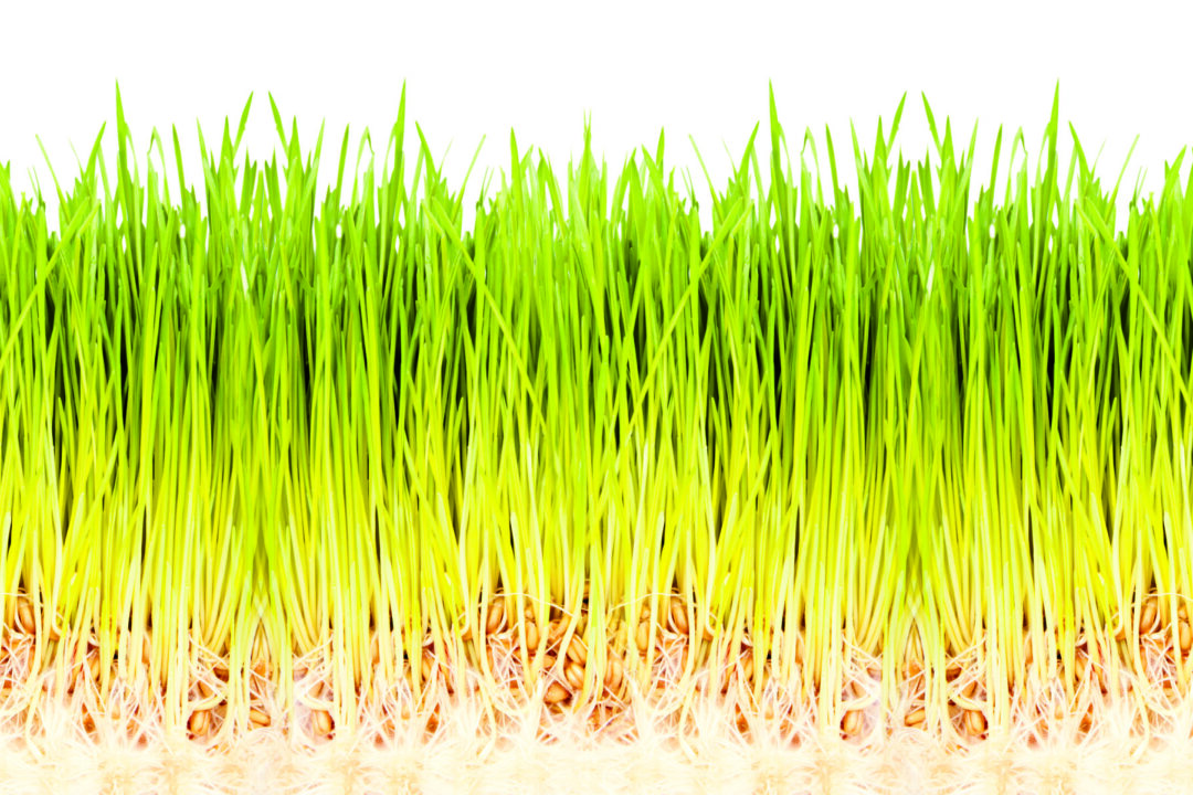 Wheatgrass. (Taylor Hinton/photos.com)