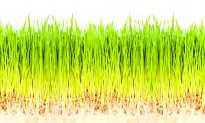 Wheatgrass, the Ultimate Nutrient Booster