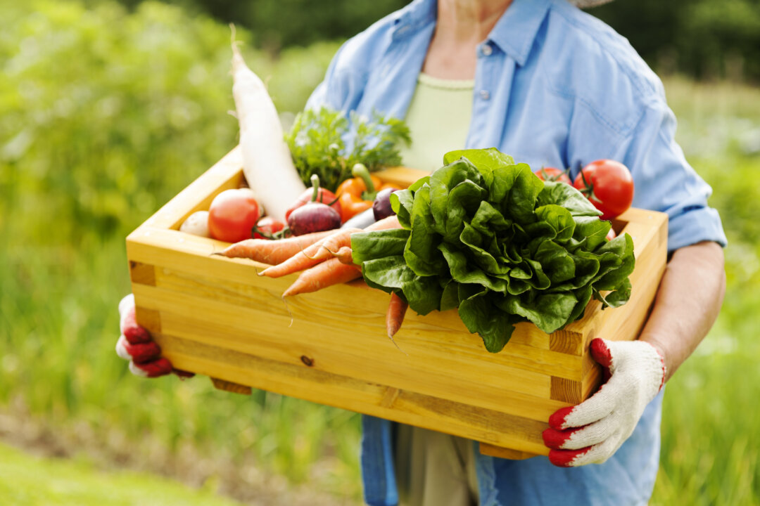 Senior woman holding box with vegetables, a key component of nutrient dense food. (gpointstudio/Photos.com)