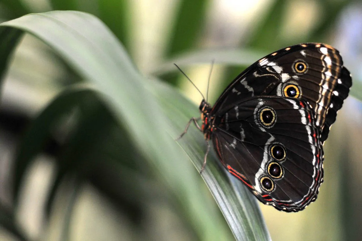 A butterfly is seen during the opening of a greenhouse ''Farfalle & co' dedicated to butterflies at the bioparco zoo, in 2013, in Rome. Zhuang Zhou posed the question, “Are we awake or are we dreaming?” challenging human notions of what is real and what is illusion. (Tiziana FabiI/AFP/Getty Images)