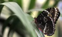Zhuang Zhou Dreams a Butterfly (莊周夢蝶)