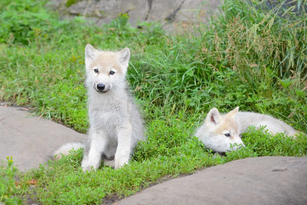 A couple of baby arctic wolves rest and watch on the hillside at Parc Omega, a wildlife safari in Canada's Quebec province, on July 5, 2013. The safari provides a way for people to get up close to a range of animals, from a baby timber wolf to bison. (Matthew Little/The Epoch Times)