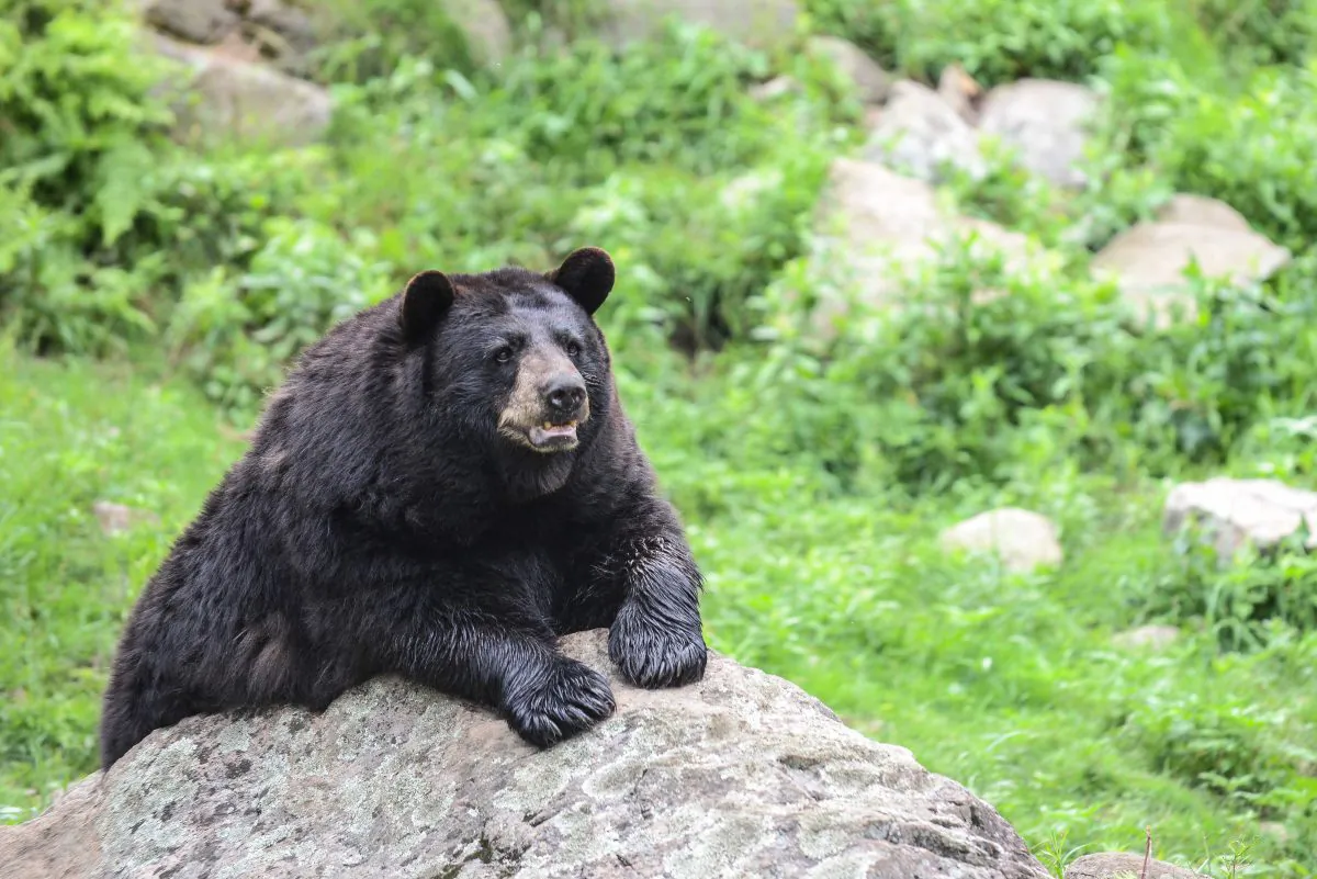 File photo of a black bear.(Matthew Little/The Epoch Times)