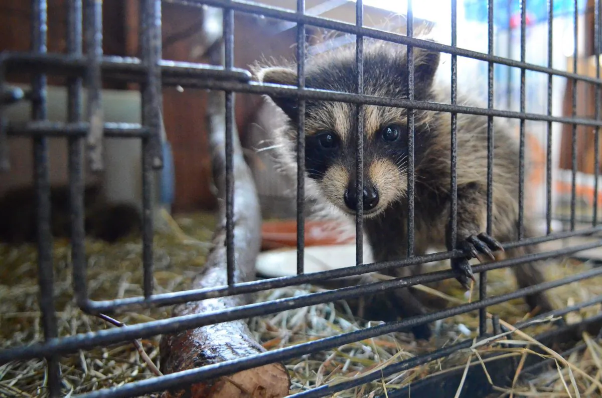 One of two orphaned baby raccoons needing to be fed and watched over in a cage until they are old enough to fend for themselves, at Parc Omega on July 5, 2013. (Matthew Little/The Epoch Times)