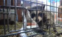 Studious Raccoon Shuts Down South Kelowna, BC, Elementary School for the Day
