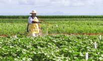 GMOs, A Global Debate: Brazil, Second Largest GMO Producer in World