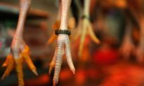 Forty-Six-Year-Old Chicken Feet Sold in Chinese Markets