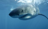 Shark Attack: Australian Greg Pickering, 55, Survives Second Attack