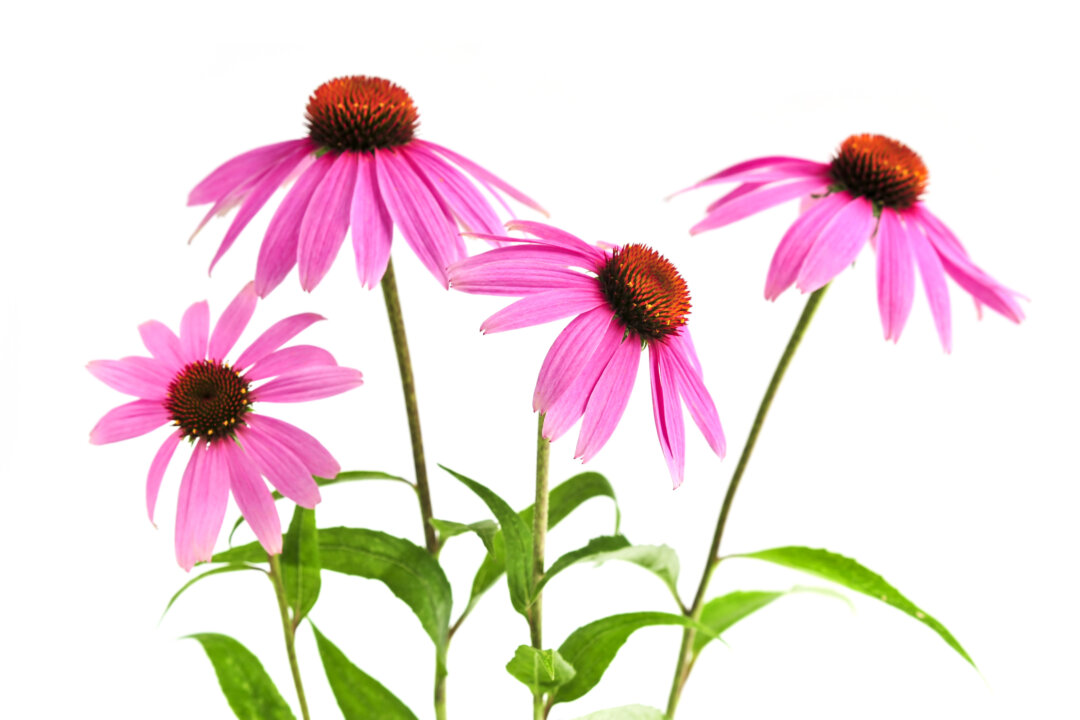 Echinacea is now popularly marketed as an immunity booster. (Elena Elisseeva/photos.com)