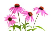 Echinacea Stimulates Immunity
