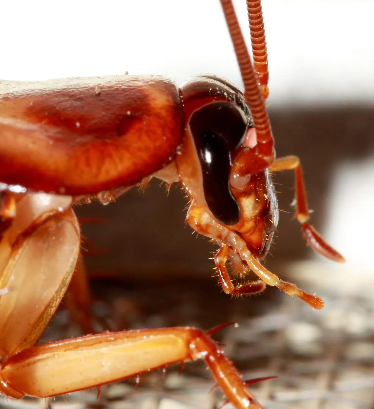 A Periplaneta americana cockroach, also known as the American cockroach. (Sharadpunita) 