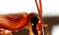 NYC Cockroaches Wanted for Research Project