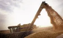 GMOs, A Global Debate: US Leads in GMO Production