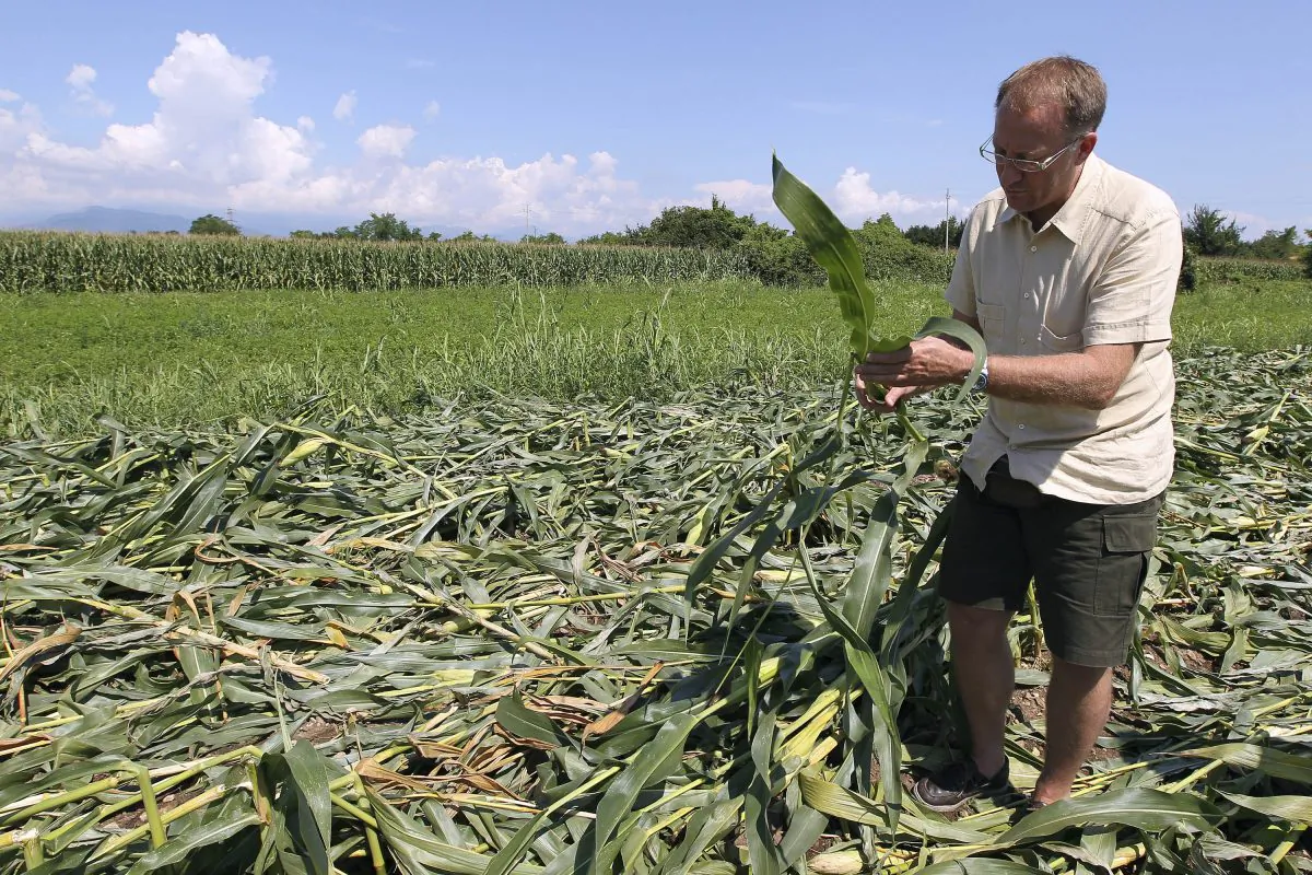 Giorgio Fidenato stands on 350 square meters (just shy of an acre) of nearly mature corn genetically altered to resist pesticides, near Pordenone, northern Italy. Just a day before, on Aug. 9, 2010, the corn had been trampled to the ground by 70 anti-GMO activists wearing chemical warfare suits. Fidenato's genetically modified corn, grown in fields of surreptitiously, and, detractors say, illegally planted Monsanto MON 810 not far from the Austrian and Slovenian borders. (AP Photo/Paolo Giovannini)