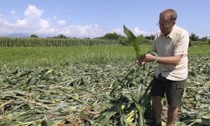 Why GMO Labeling Matters