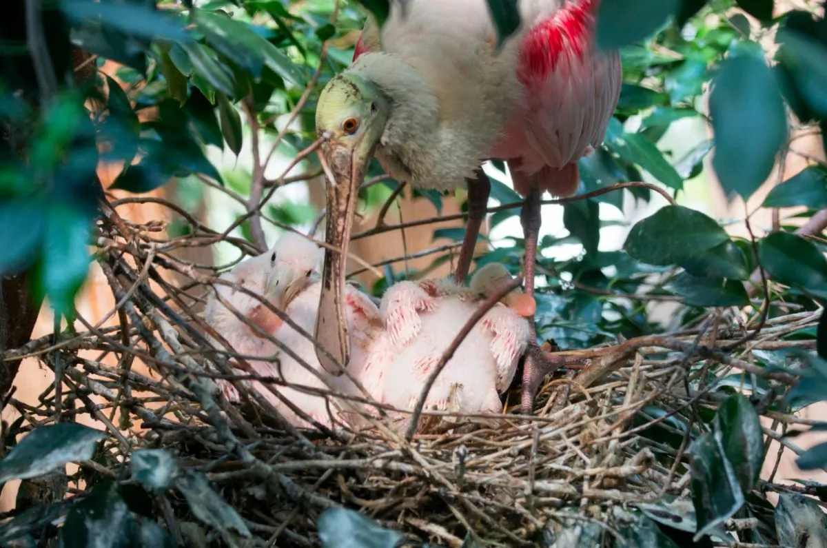 Two roseate spoonbill chicks sit in their nest with their mother at the Whildlife Conservation Society's Bronx Zoo. (Julie Larsen Maher/Wildlife Conservation Society)