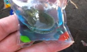 Live Animal Keychains Sold in China Should End, Petition Says (+Video)