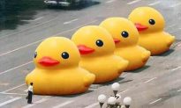 Rubber Duck to Live in Taiwan