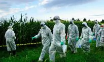 An Emergency Measure Against Monsanto Corn in Italy