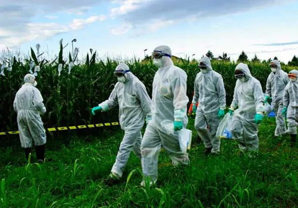 Greenpeace activists cut off the blossoms of Mon810 corn planted by Giorgio Fidenato in Vivaro, Italy, before they can contaminate nongenetically modified crops on July 30, 2010. Fidenato again planted Mon810 in June 2013, prompting the Italian government to act quickly to stop the cultivation of Mon810. (Greenpeace)