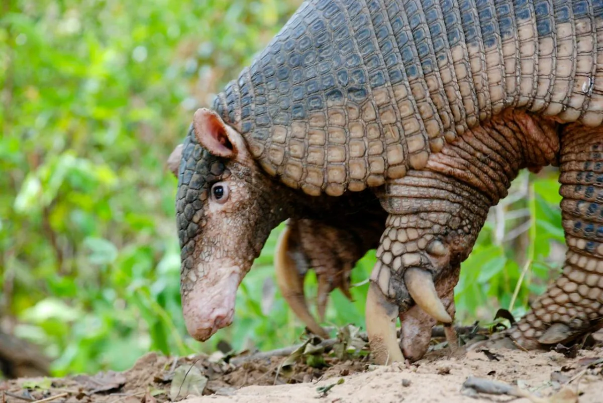 A giant armadillo in the Pantanal region of Brazil. A multi-year study marking its third year in July has found important information about this little-known secretive species. (Courtesy of Pantanal Giant Armadillo Project)