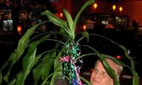Primary Perception: Look Into ‘The Secret Life of Plants’ (Part 1 of 2)