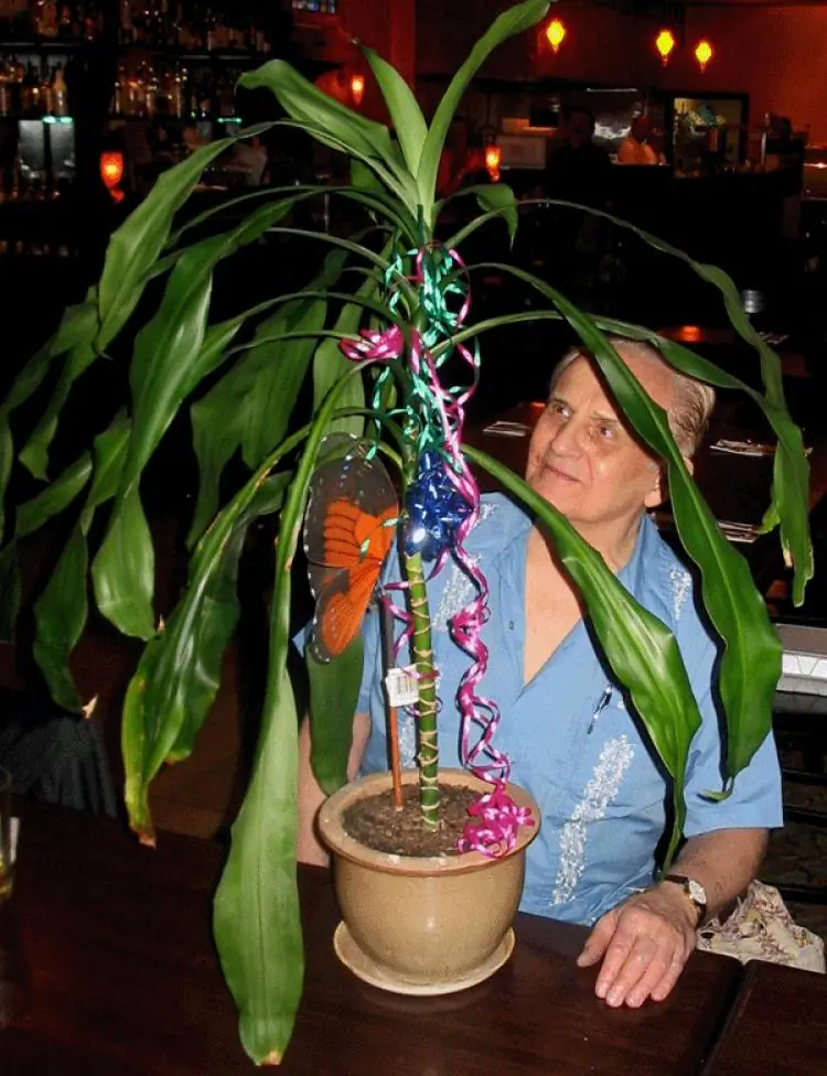 The Window to Primary Perception: Cleve Backster started his experiments with the plant Dracaena. (Courtesy of Cleve Backster)
