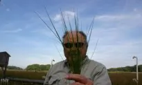 Offsetting Emissions: Wetland Plants Counter Carbon