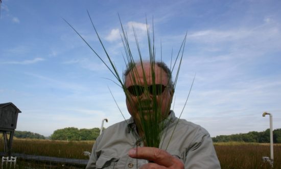 Offsetting Emissions: Wetland Plants Counter Carbon