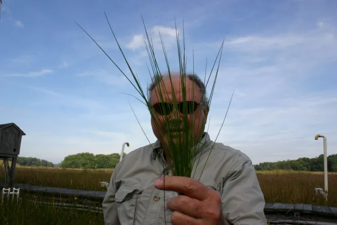 The Smithsonian Environmental Research Center's Bert Drake holds up a cluster of Spartina patens, a marsh grass that absorbed more carbon dioxide (CO2) than his team expected. Drake's team looks into the future by filling marsh chambers with extra CO2, tracking how plants will grow over the next century. (Smithsonian Environmental Research Center)