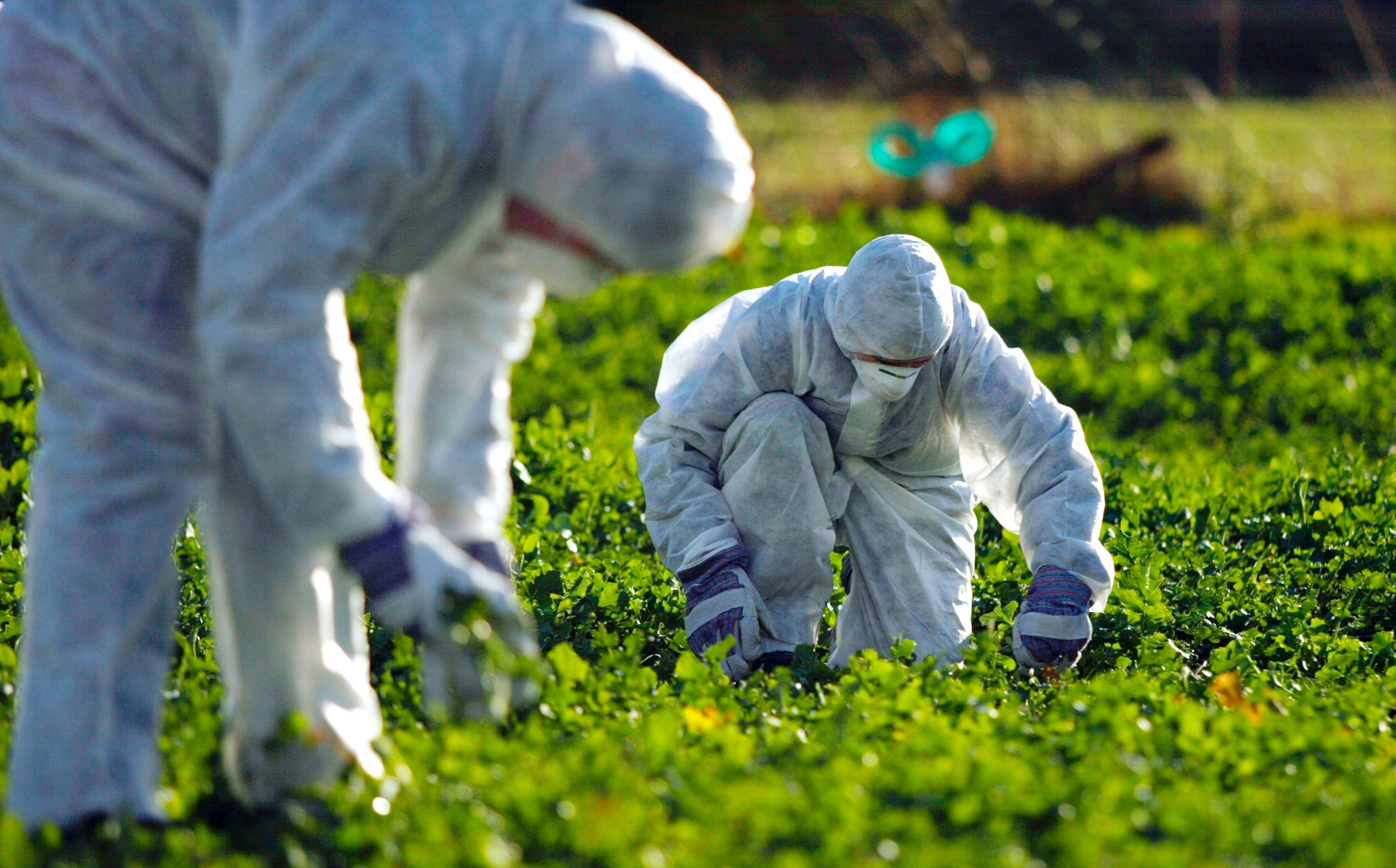 Исследование пестицидов. Биотехнологии в сельском хозяйстве. ГМО В сельском хозяйстве. Генная инженерия в сельском хозяйстве. Экология.