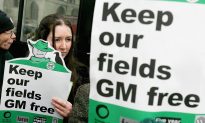 GMOs, a Global Debate: UK’s Change of Heart