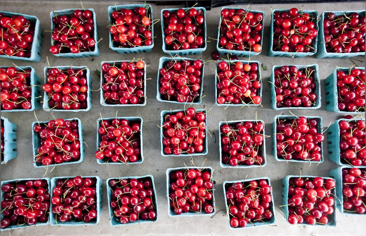 Cherries from the Union Square Market, July 15. (Samira Bouaou/Epoch Times)