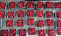 Cherries: The Ruby Fruit With Illustrious Beginnings