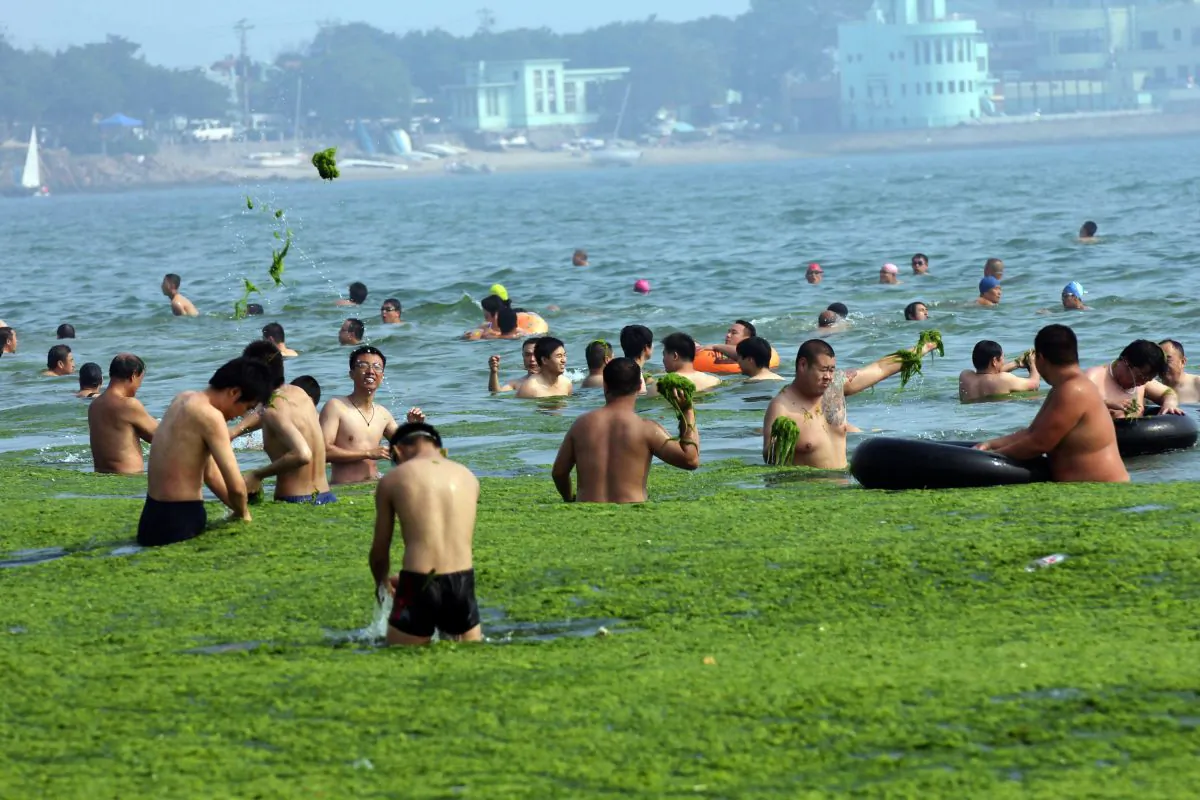 Chinese beachgoers play at an algae-covered public beach in Qingdao City, Shandong Province on July 4, 2013. The seas off China have been hit by their largest ever growth of algae, ocean officials said, with vast waves of green growth washing onto the shores of the Yellow Sea. (STR/AFP/Getty Images)