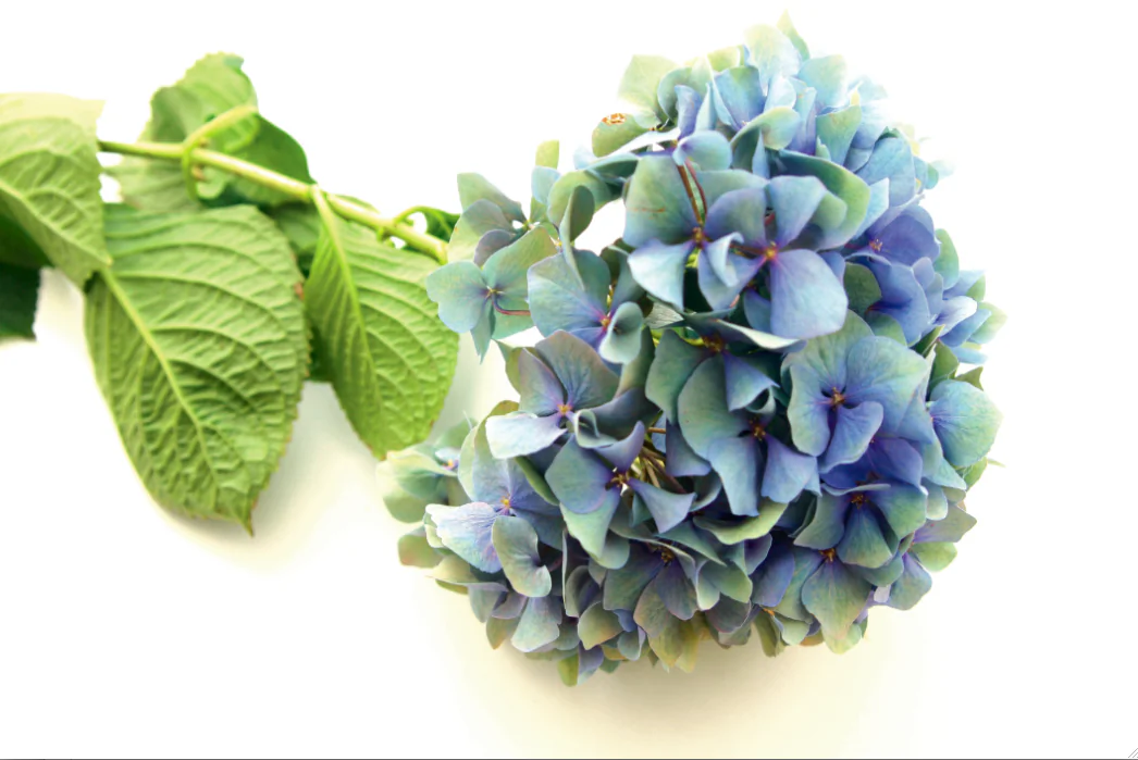 Hydrangea. (Anna Green/photos.com)