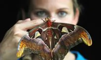 Moths Take the Limelight this Week