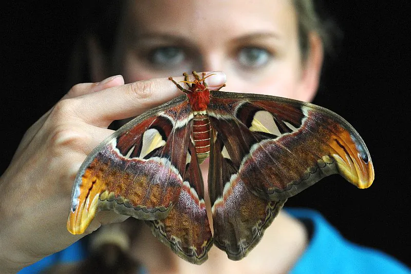 An employee of Kew Gardens, Jo Maxwell, poses with an Atlas moth in London on May 27, 2010. (Carl De Souza/Getty Images)