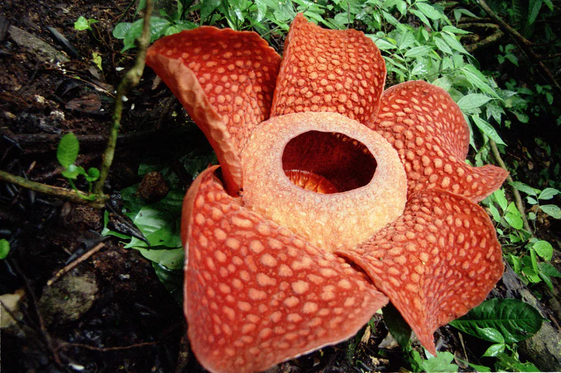 Rafflesia Arnoldii, the world's largest flower. (Henrik Ishihara Globaljuggler via Wikimedia)